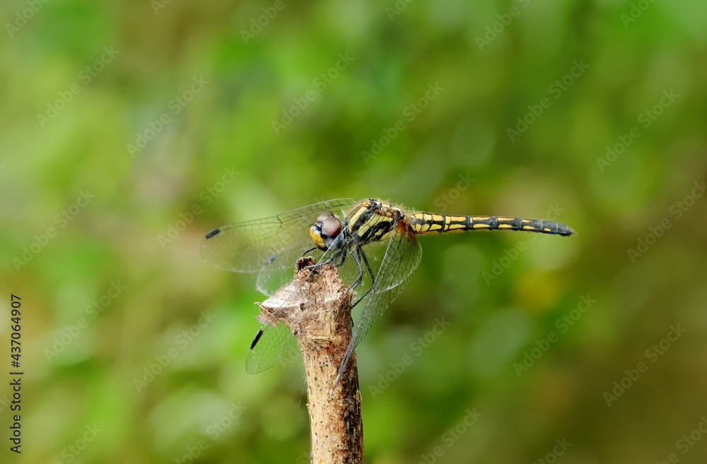 Female Black Stream Glider Dragonfly- Trithemis festiva, Sindhudurg, Maharashtra, India Female Black Stream Glider Dragonfly- Trithemis festiva, Sindhudurg, Maharashtra, India