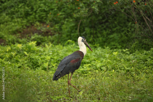 Wooley necked stork, Ciconia episcopus, Pune, Maharashtra, India photo