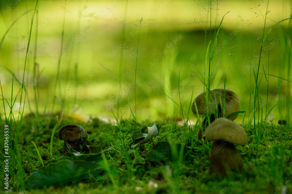 Obraz premium 森のキノコ