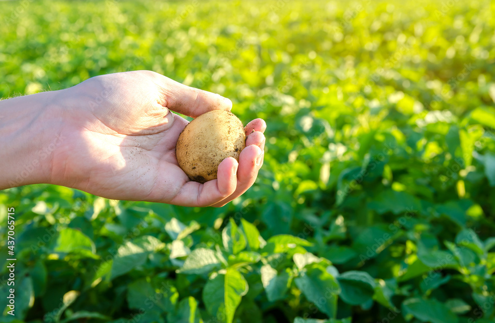 Fresh young potatoes in the hands of a farmer on the background of agricultural potato plantations. Harvesting agriculture crops. Fresh organic vegetables. Farming. Selective focus