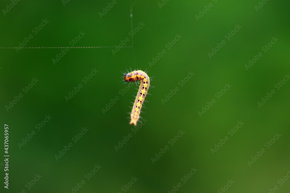 A Lepidoptera larva in nature, North China A Lepidoptera larva in nature, North China