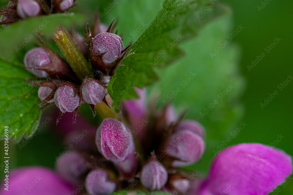 Red dead-nettle in the forest, close up shoot Red dead-nettle in the forest, close up shoot