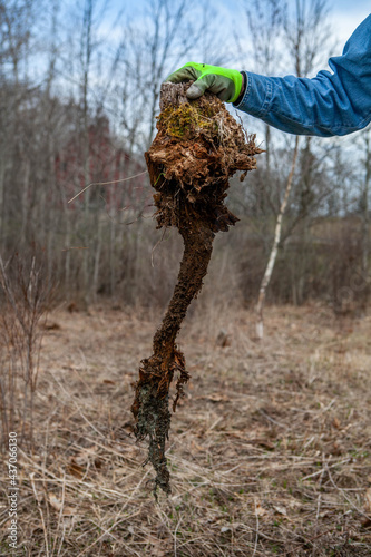 An unearthed tree stump root on an old Christmas tree farm.