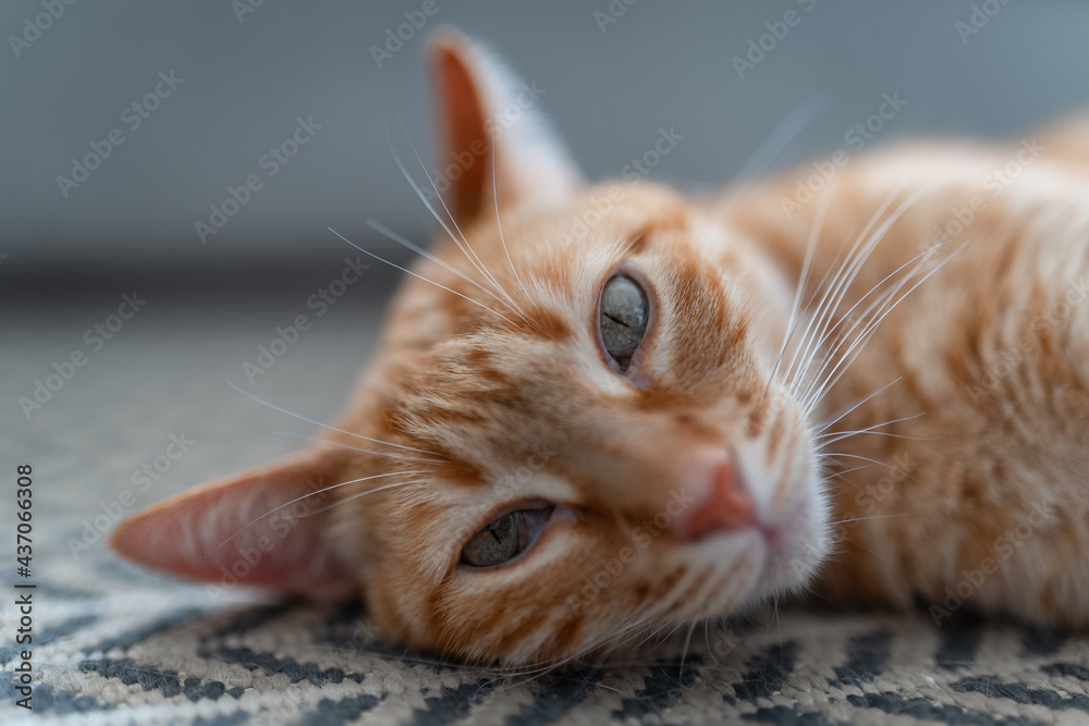 brown tabby cat with green eyes close up. brown tabby cat with green eyes close up.