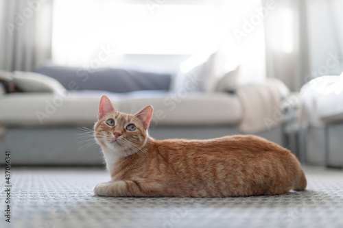 brown tabby cat with green eyes lying on the carpet