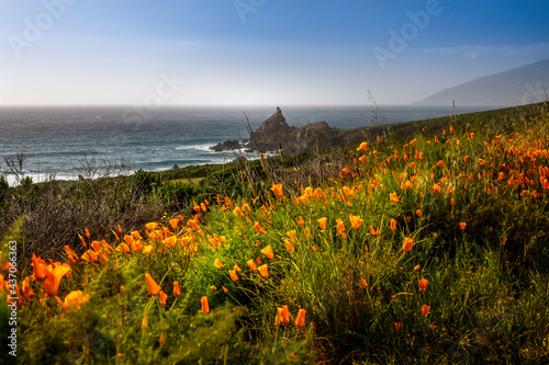 Abundance of orange wildflowers on the coast of Big Sur, California