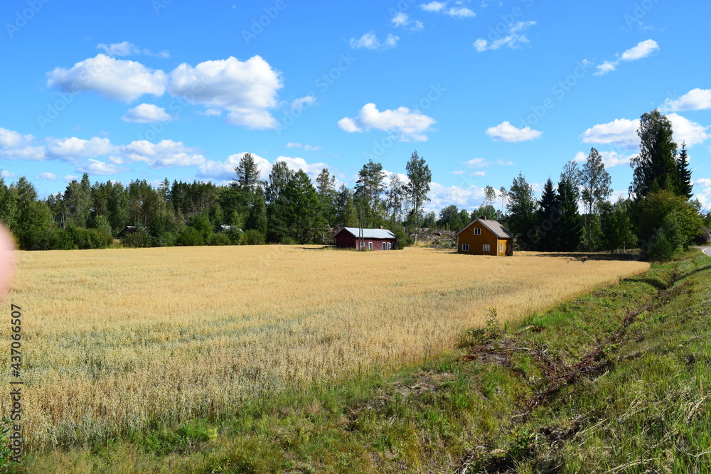 houses on the field