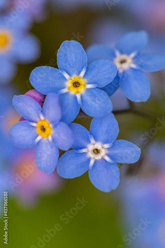 Myosotis flowers in the garden  © klemen