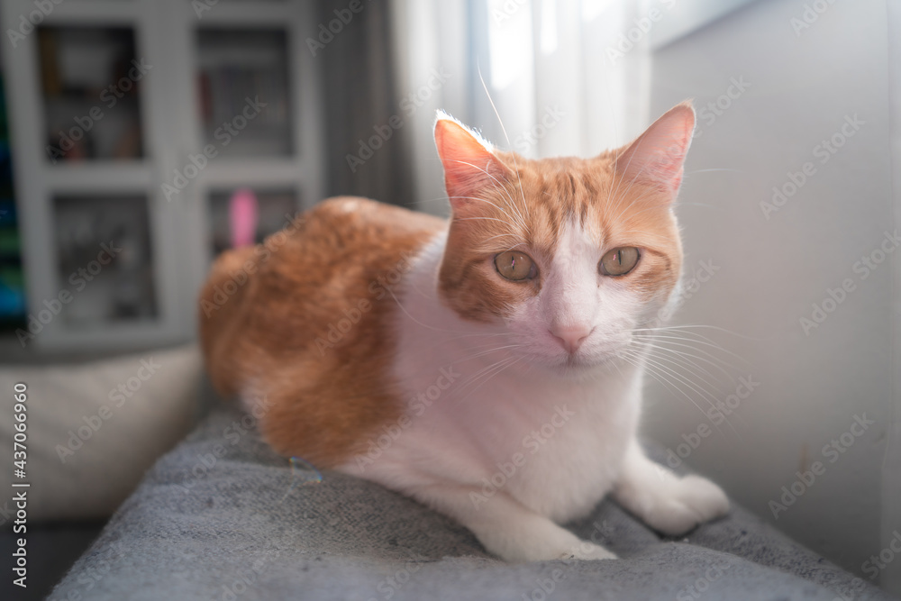 brown and white cat with yellow eyes lying on the sofa. close up