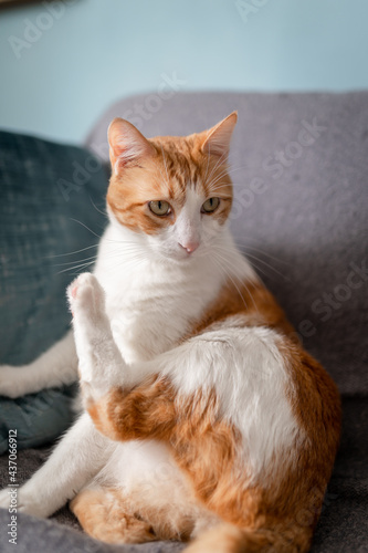 brown and white cat with yellow eyes sitting on the sofa. vertical composition