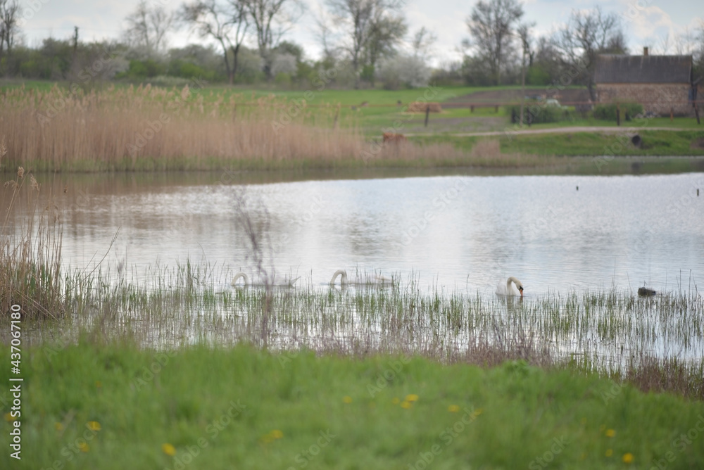 white swans in a pond, against the backdrop of a rural landscape white swans in a pond, against the backdrop of a rural landscape
