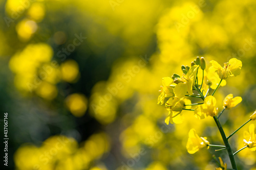 Macro close up of bright yellow rapeseed that is in full bloom. Rapeseed field, canola flowers close up. Rape on the field in summer. photo