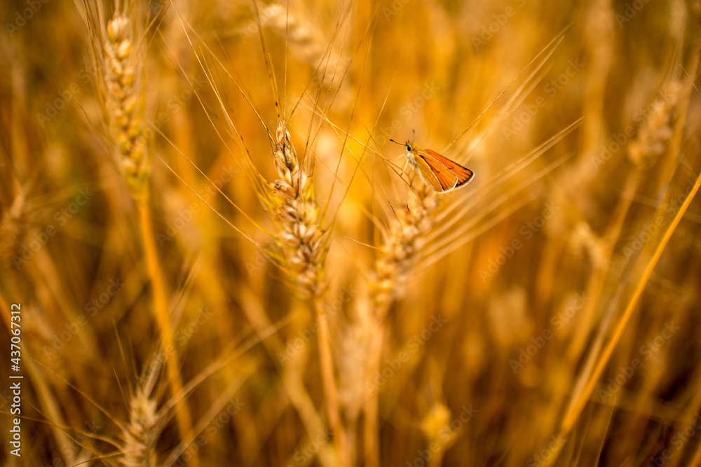 Very shallow selective focus, wheat field, close-up, beautiful butterfly rests on top, golden ripe colors. Bulgaria, autumn calmness Very shallow selective focus, wheat field, close-up, beautiful butterfly rests on top, golden ripe colors. Bulgaria, autumn calmness