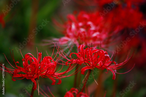 red dahlia flower © 一希 佐藤