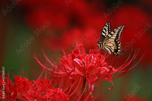 butterfly on flower