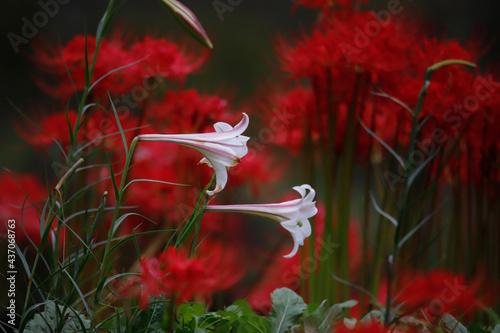 red poppy flower