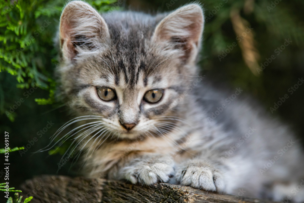Fototapeta premium smoky kitten sits under a spruce