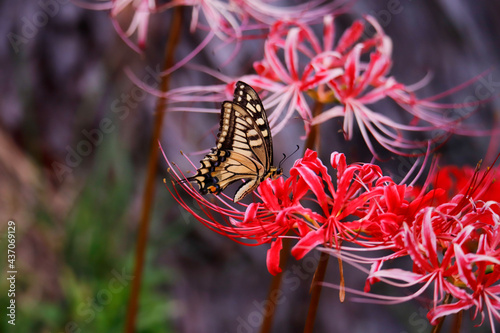 butterfly on flower
