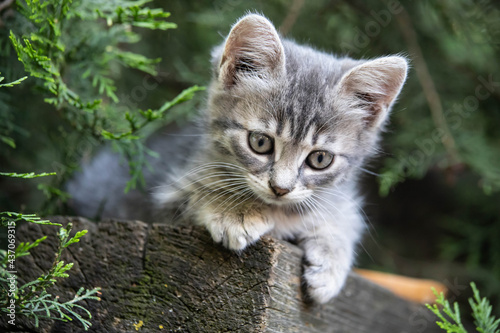 smoky kitten sits under a spruce © Лаура Летова