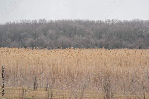 landscape of reeds near the river, against the background of the horizon of trees