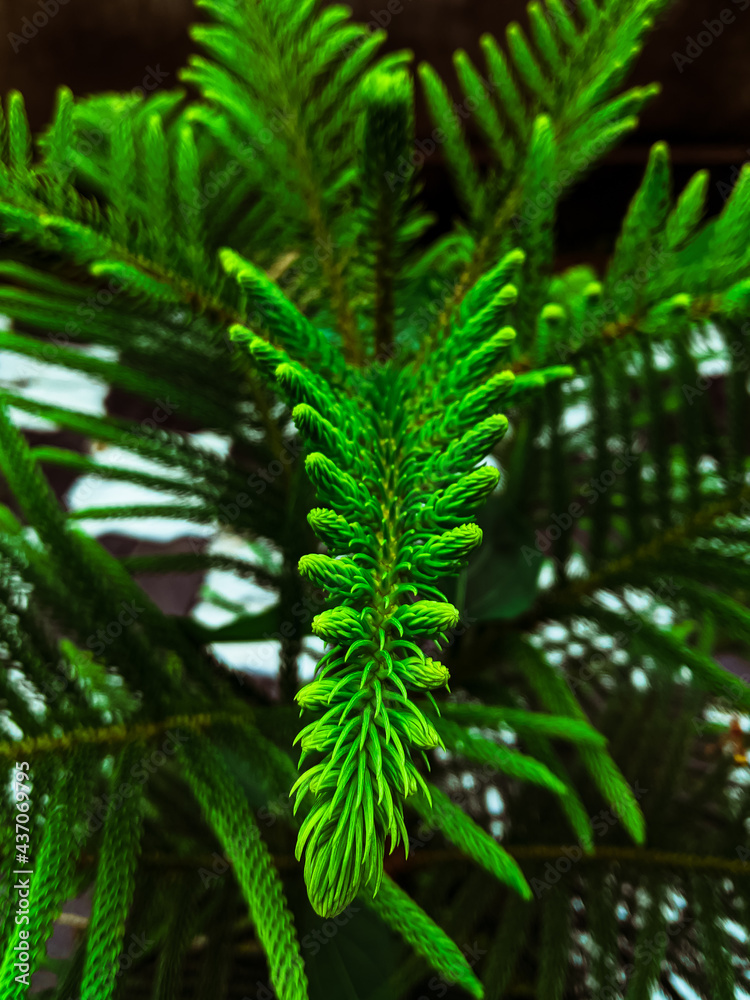 fern leaves in the forest of idukki kerala india fern leaves in the forest of idukki kerala india