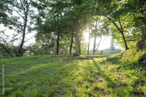 morning in the forest