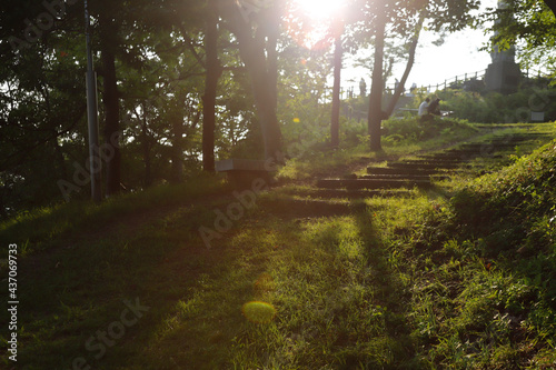 morning in the forest