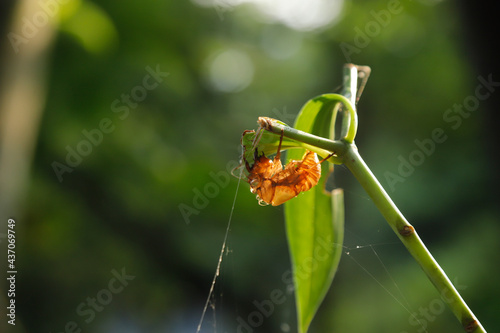 flower on a green background