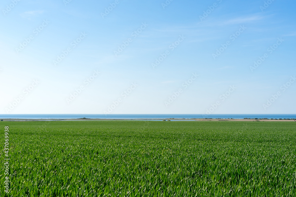 Obraz premium beautiful vast landscape, green fields and blue sky on a sunny summer day in Mecklenburg Western Pomerania