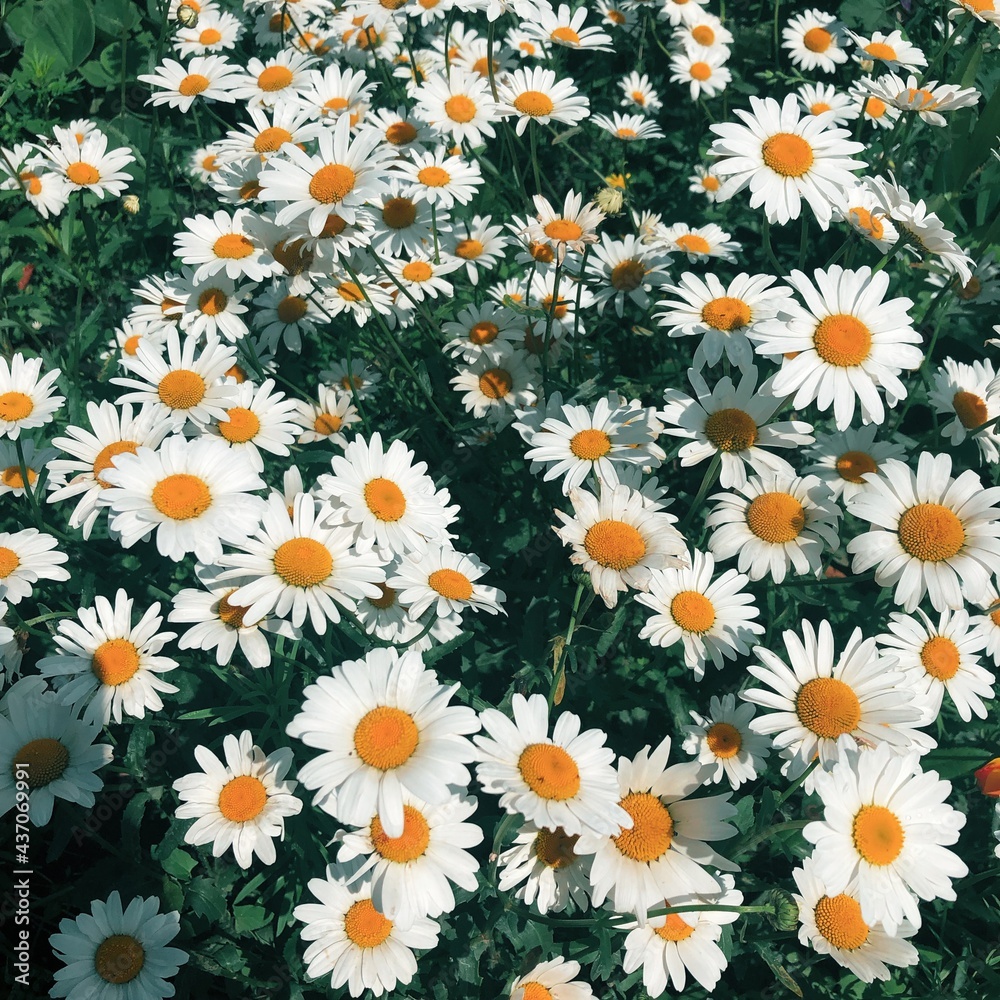 background of daisies