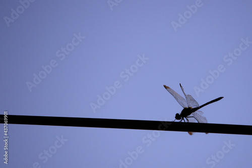 birds on a wire