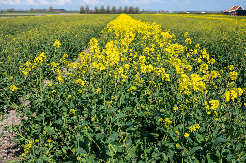 Fototapeta premium Botanical collection, Rapeseed Brassica napus bright-yellow flowering plant, cultivated for its oil-rich seed, source of vegetable oil and protein meal.