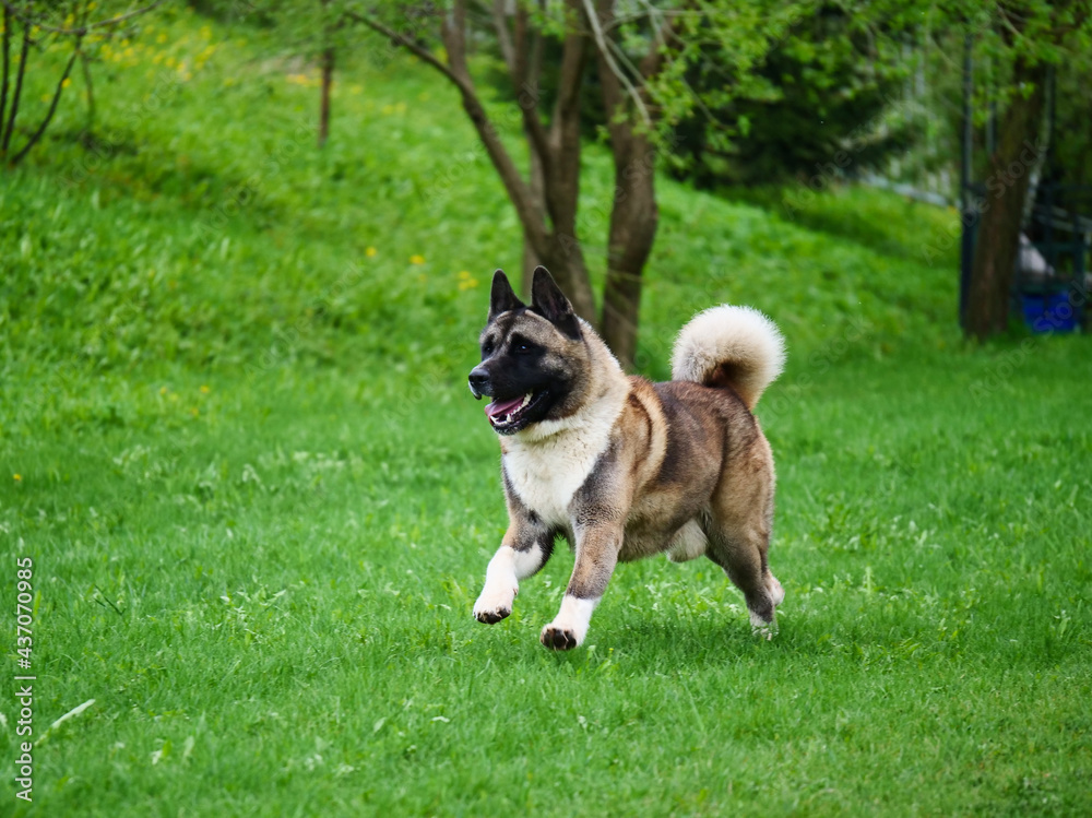 American Akita dog runs through the green grass