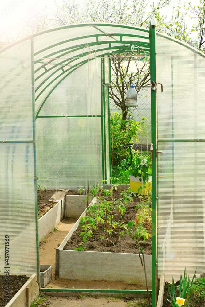 Polycarbonate greenhouse with seedlings of tomatoes, cucumbers and pepper. Gardening as a hobby