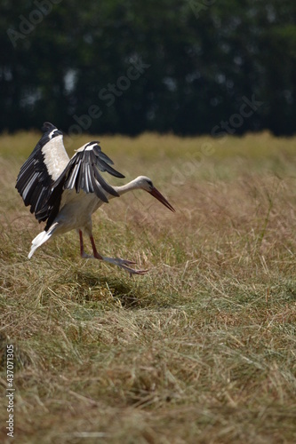 white stork in the grass