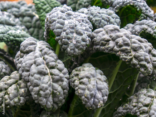 Macro photography of kale leaves, captured in a farm near the colonial town of Villa de Leyva, in the central Andean mountains of Colombia.