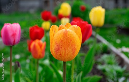 Multicolored tulips on flower bed in the garden. Colors of nature