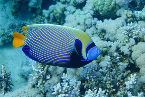 Emperor Angelfish (Pomacanthus imperator) Red Sea