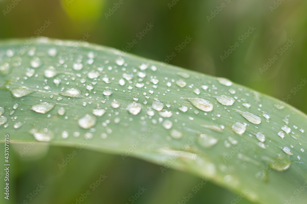 Dewdrops on a leaf Dewdrops on a leaf