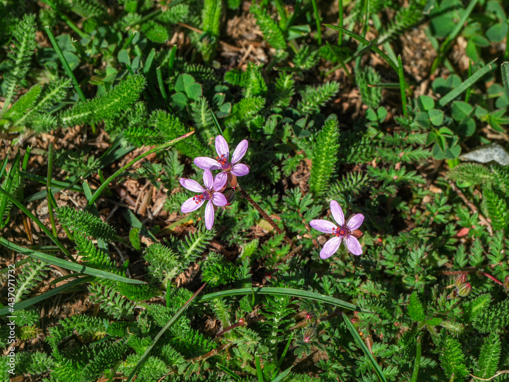 Erodium stevenii flowers also known as Geranium cicutarium. a rare plant listed in the Red Book of Russia. Erodium stevenii flowers also known as Geranium cicutarium. a rare plant listed in the Red Book of Russia.