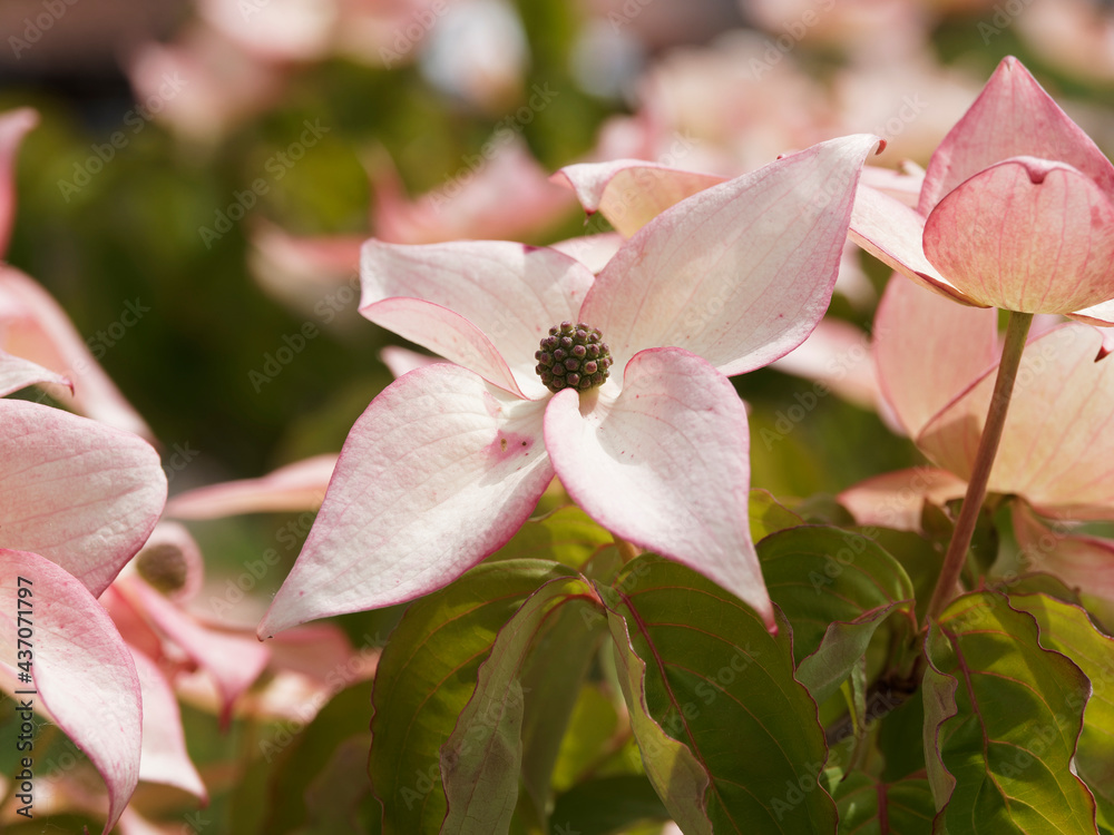 Gros plan sur grande bractée rose clair autour d'une petite fleur verte ...