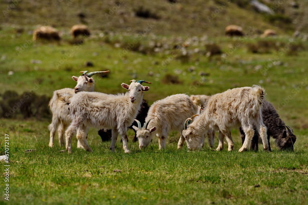 Fototapeta premium Russia. South of Western Siberia. Gorny Altai. A small flock of domestic goats graze in the mountain valleys of the Katun River.