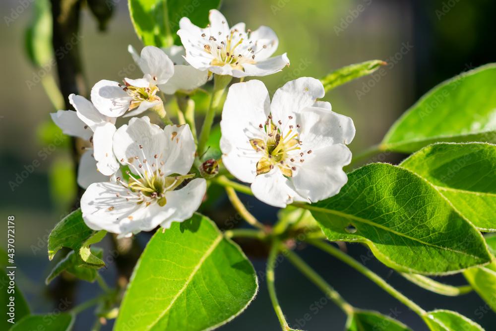 macro photo of blooming pear blossoms on a nice sunny day