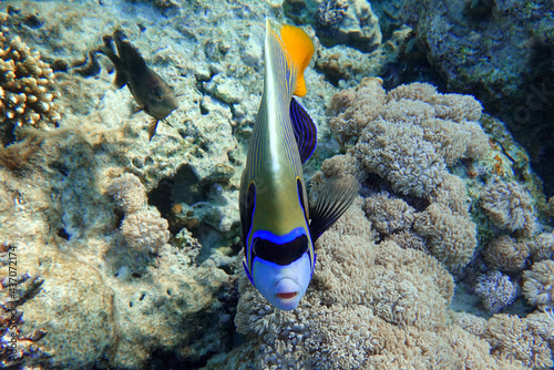 Emperor Angelfish (Pomacanthus imperator) Red Sea © mirecca