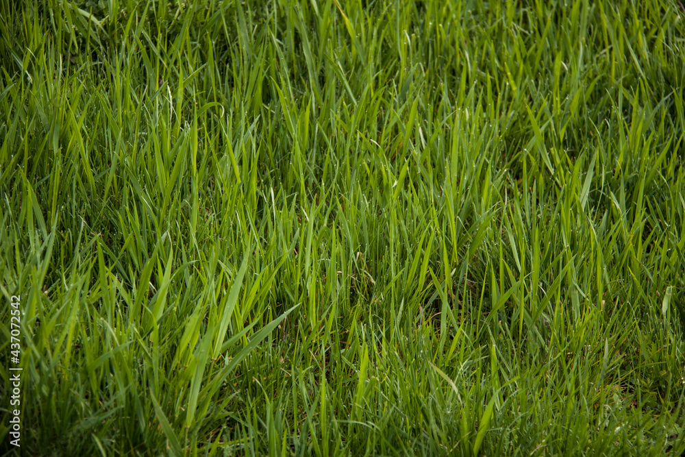 Green meadow or lawn useful as a grass background Green meadow or lawn useful as a grass background