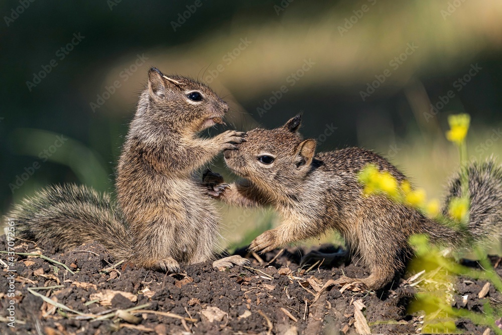 Fototapeta premium squirrels hugging each other and eating nut