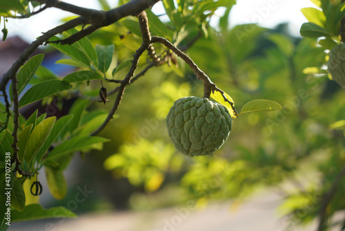 Custrad apple The fruit is grown at home with a sweet flavor and lots of seeds. photo