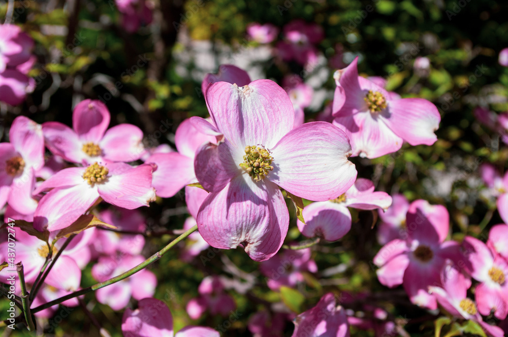 Pink Flowering Dogwood flower close-up. Garden blossom. Decorative tree. Pink Flowering Dogwood flower close-up. Garden blossom. Decorative tree.
