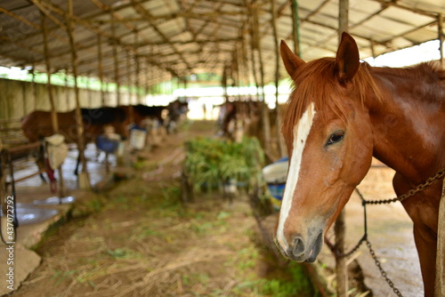 Close up shot of horse in the stable © Cuong