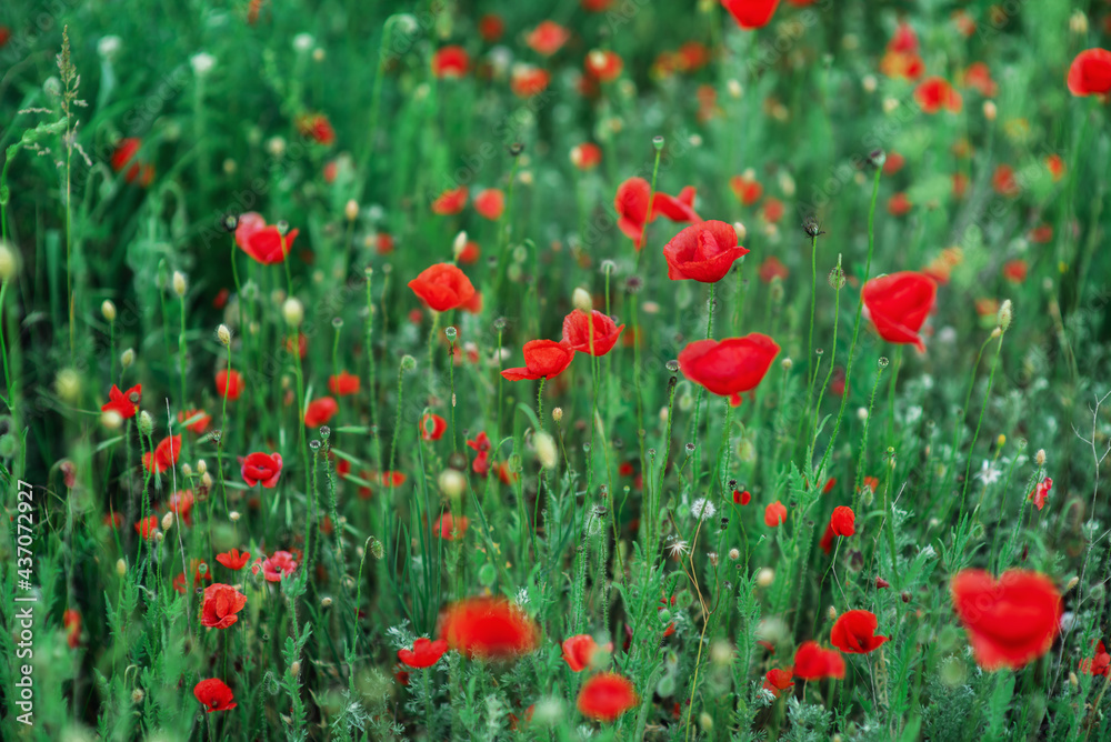 Wild red poppies in a field